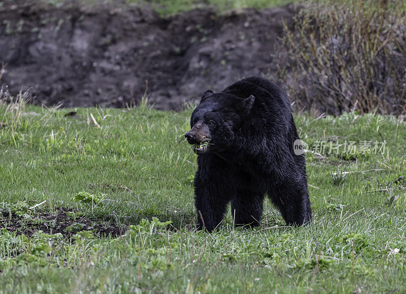 美国黑熊(Ursus americanus)是一种中等体型的熊，原产于北美，常见于黄石国家公园。男性的熊。